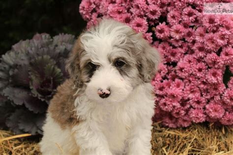 Available Bernedoodle Puppy In Virginia